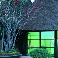 Storia bonsai 4